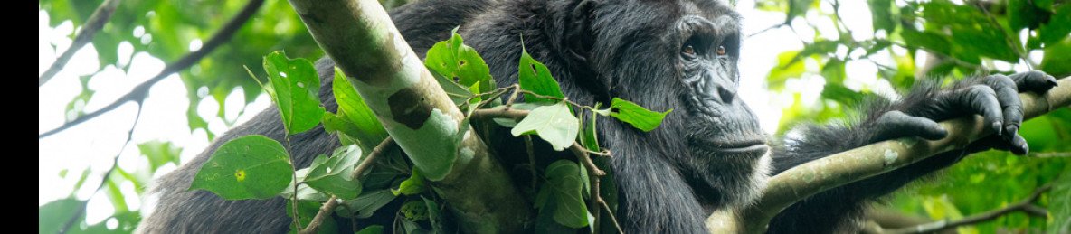 1-Day Ngamba Chimpanzee Tracking and Entebbe