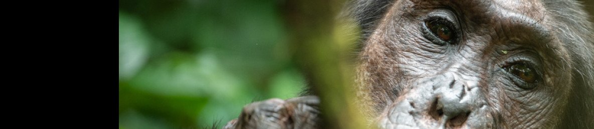 3-Day Chimpanzee Tracking in Kibale Forest National Park