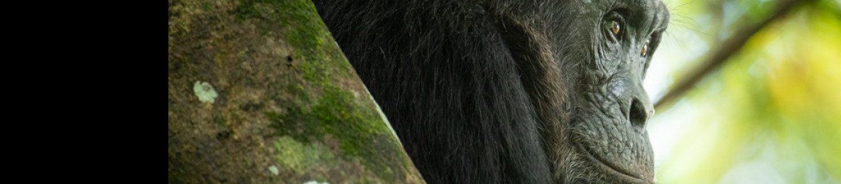 4-Day Uganda Safari with Gorillas and Chimpanzee