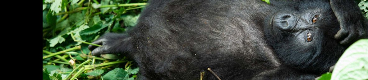 16-Day All Pearls of Uganda Safari