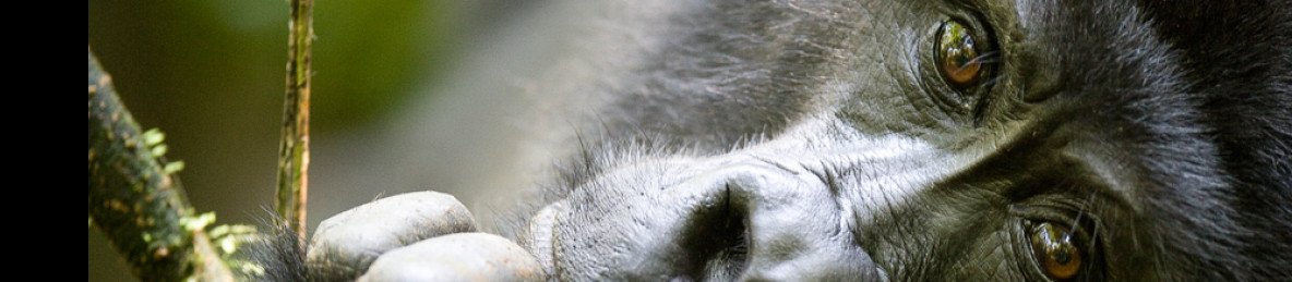 4-Day Luxury Fly into Kigali Trek Gorillas in Uganda