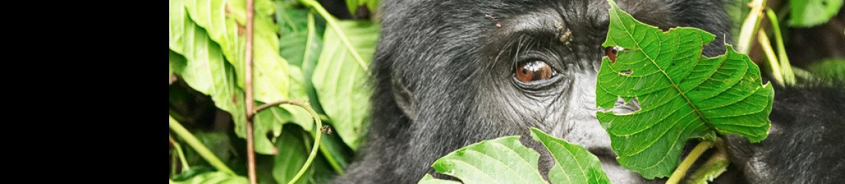 4-Day Rwanda Uganda Gorilla Trekking Tour Experience