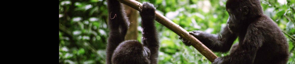 2-Day Bwindi Gorilla Trekking from Entebbe