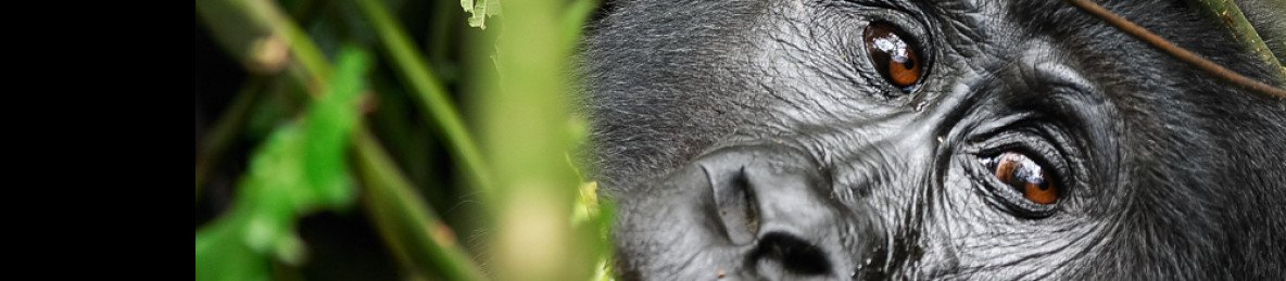 5-Day Mid-Range Chimpanzee & Gorilla Safari Uganda