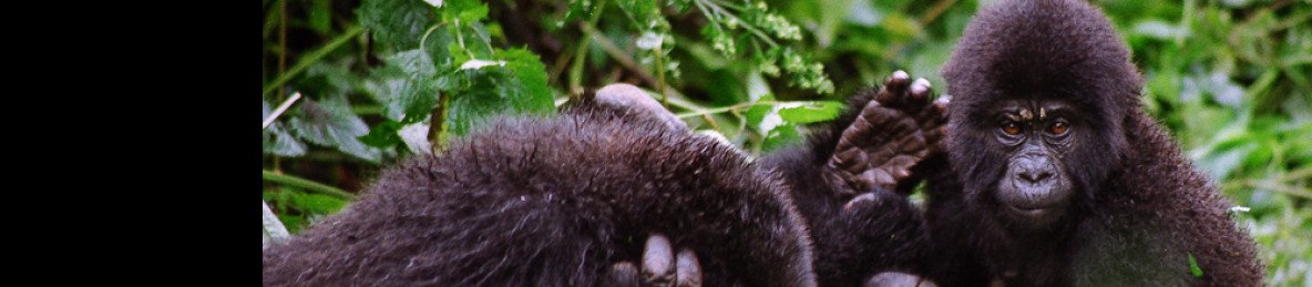 2-Day Gorilla Trekking Experience Kigali to Bwindi