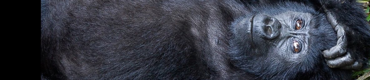 3-Day Gorilla Trekking in Uganda Through Rwanda