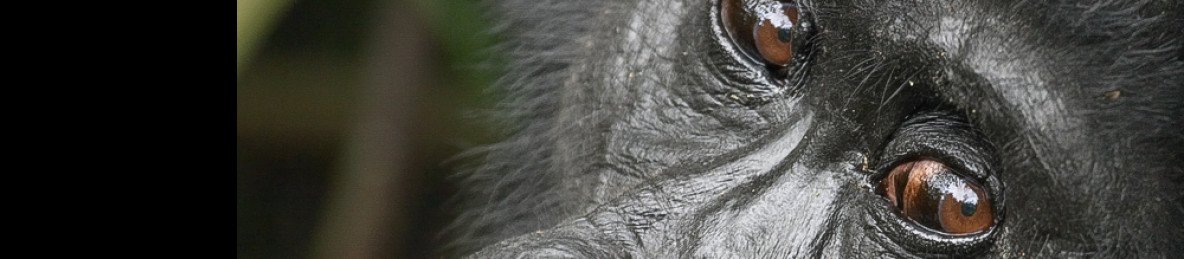 2-Day Gorilla Trekking Experience in Bwindi from Kigali