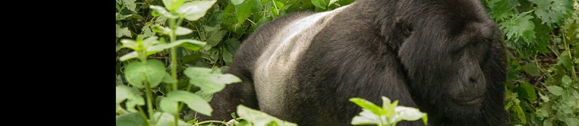 9-Day Ugandan Primate & Game Driving Adventure