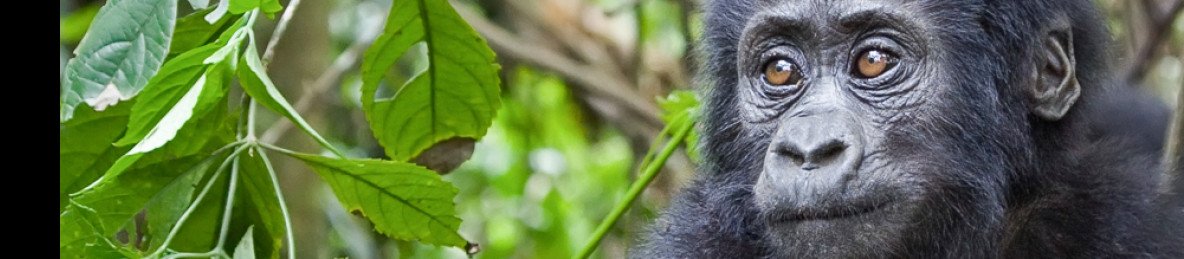 3-Day Gorilla Tracking in Bwindi Impenetrable Park