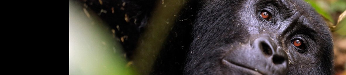 3-Day Uganda Rwanda Primate Safari