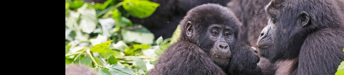 10-Day Complete Uganda Safari Experience