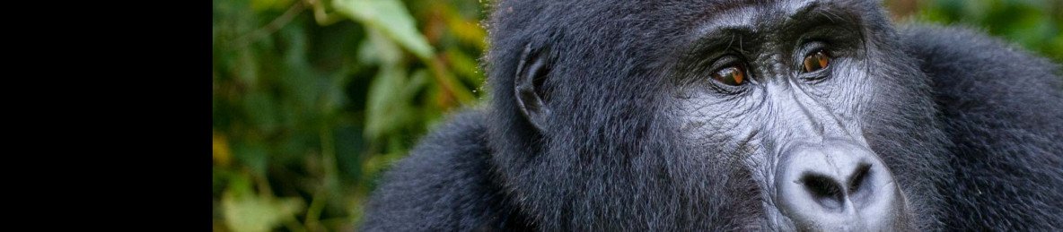 4-Day Uganda Express Gorilla and Chimpanzee Safari
