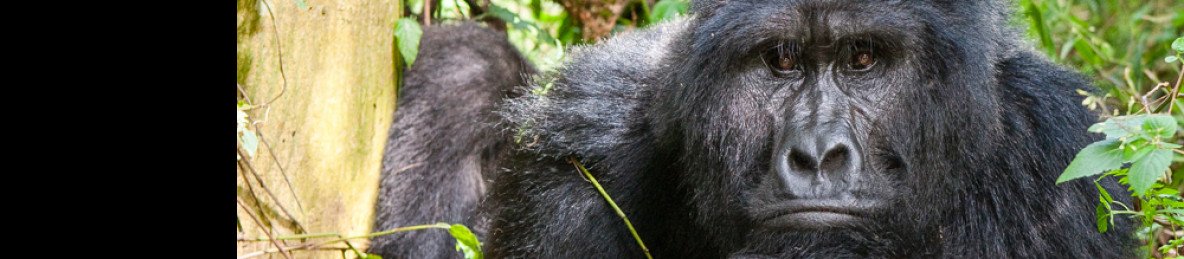 1-Day Gorilla Tracking in Uganda from Kigali