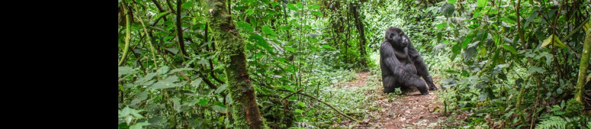 12-Day Explore Uganda and Gorillas Safari