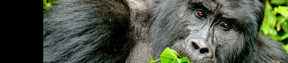 3-Day Rwanda - Uganda Gorilla Safari