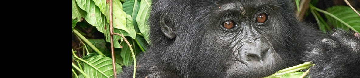 3-Day Gorilla & Golden Monkey Trekking Tour from Kigali