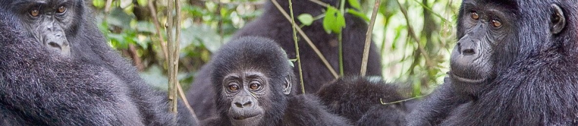 3-Day Gorilla Tracking and Lake Mutanda Budget Tiour
