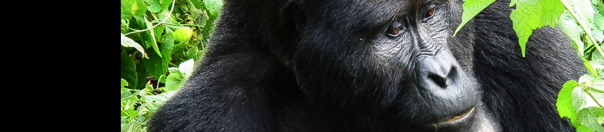 2-Day Gorilla Tracking Budget Tour