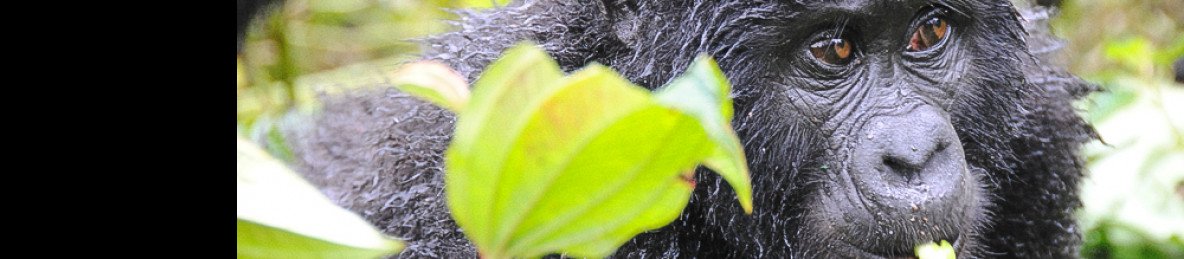 3-Day Bwindi Gorilla Trekking Safari from Kigali Rwanda