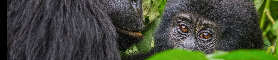 7-Day Holiday Safari Tour in Uganda and Rwanda