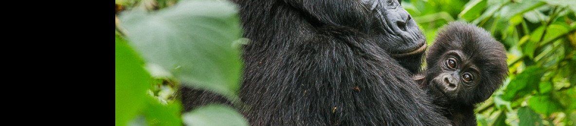 8-Day Classic Uganda Primates & Wildlife Mid Range Tour