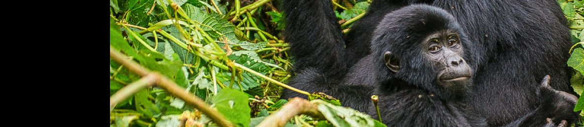 5-Day Rwanda & Uganda Primates, Culture, Wildlife Safari
