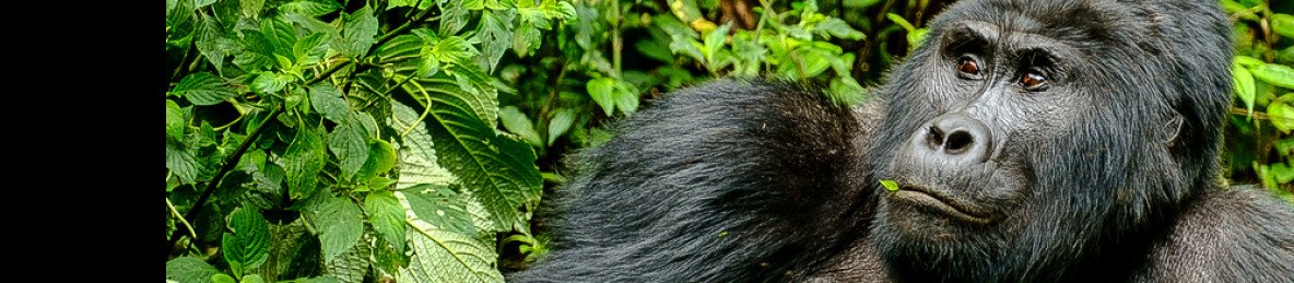 3-Day Bwindi's Gorilla and Batwa Encounters