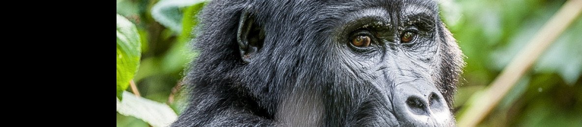 15-Day Rwenzori Mountains Hike, Gorillas and Wildlife