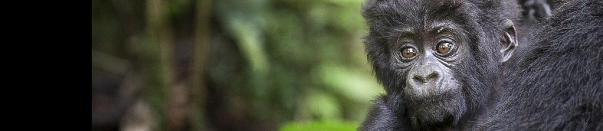 4-Day Double Gorilla Trekking Bwindi/Mgahinga Gorilla NP