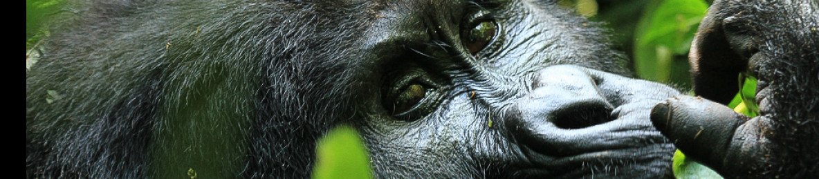 4-Day Virunga Hiking, Gorilla and Golden Monkey Trekking