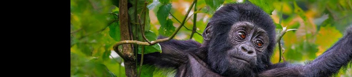 5-Day Gorillas & Chimpanzee Safari