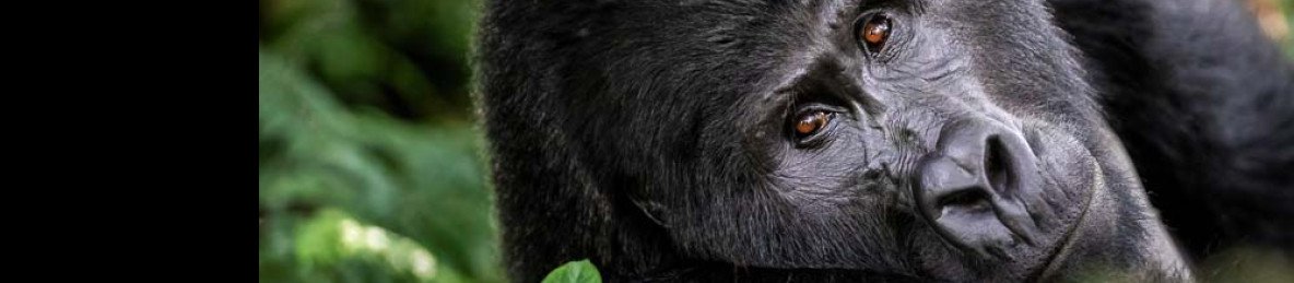 7-Day Uganda Wildlife, Gorillas, and Chimpanzees Safari