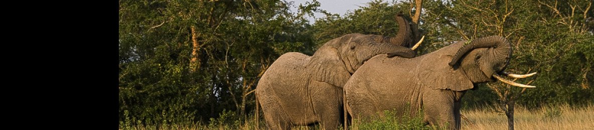 6-Day Uganda Ultimate Wildlife Safari Experience