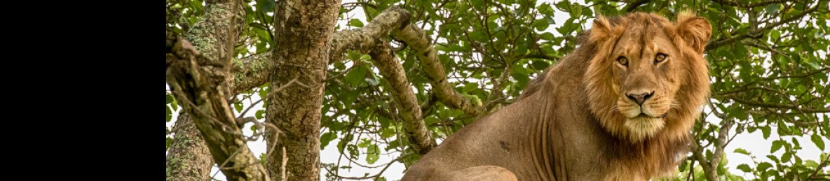 5-Day Queen Elizabeth and Mount Rwenzori Hiking