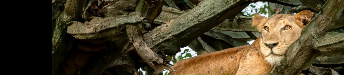 5-Day Gorilla Trekking and Wildlife Safari Uganda Rwanda