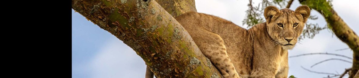 12-Day Big Five, Primates, Boat Cruise and Walking Safari