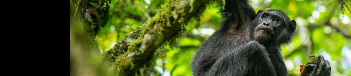 11-Day Primates Playgrounds Journey in Uganda, and Rwanda