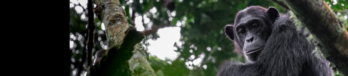 6-Day Uganda Primate Safari and Wildlife
