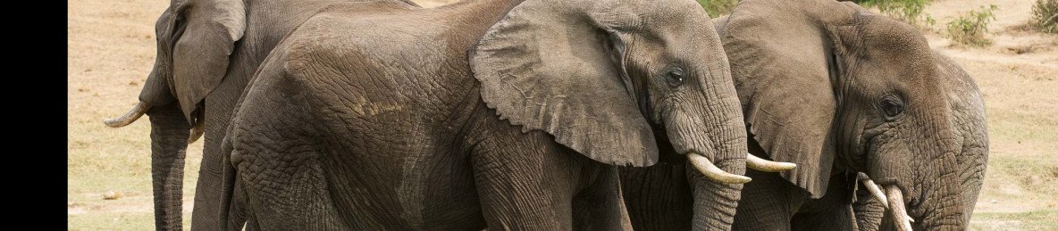 3-Day Luxury Safari at Queen Elizabeth National Park