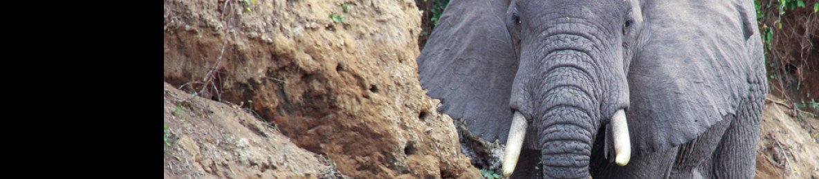 3-Day Murchison Falls Wildlife & Chimp Trek Experience
