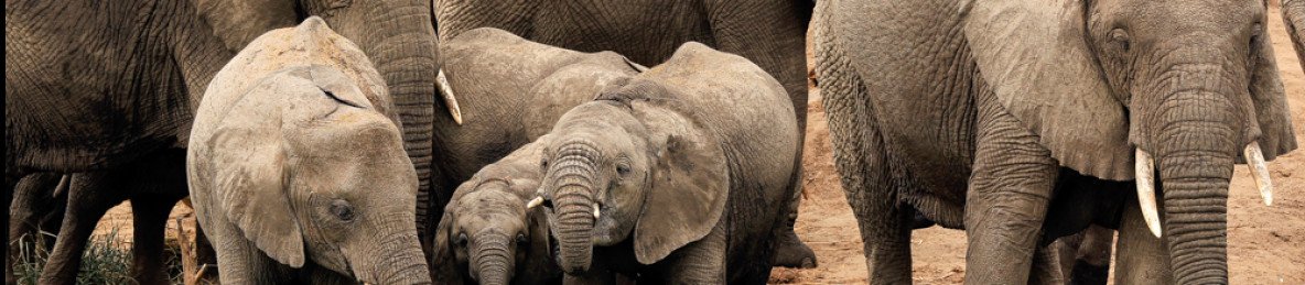3-Day Big Game Drives and Boat Cruise in Murchison Falls