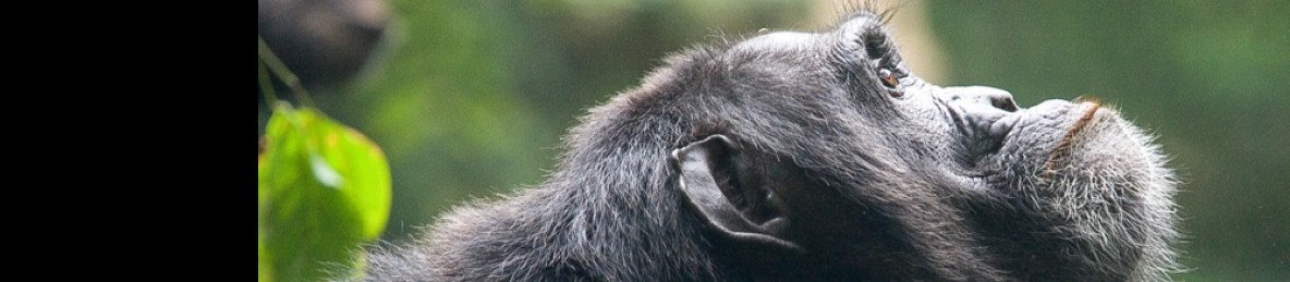 3-Day Kibale Forest National Park-Chimp & Nature Trails