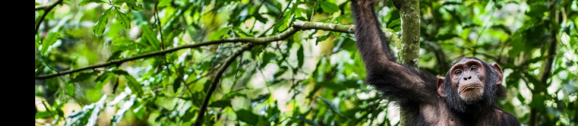 8-Day Uganda Ultimate Primates and Wildlife Safari
