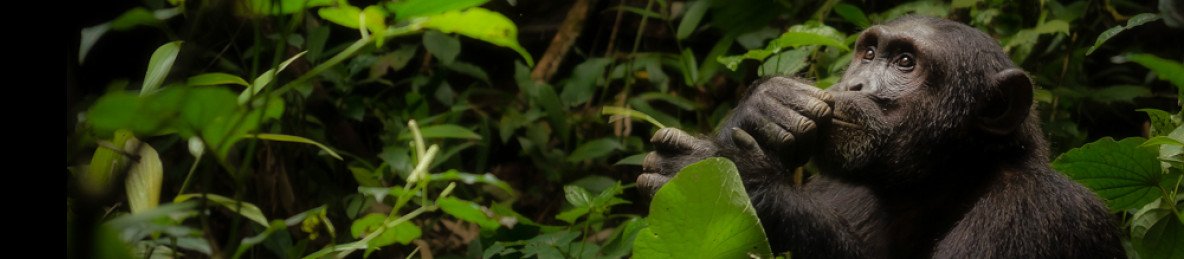 7-Day Explore Uganda and Rwanda