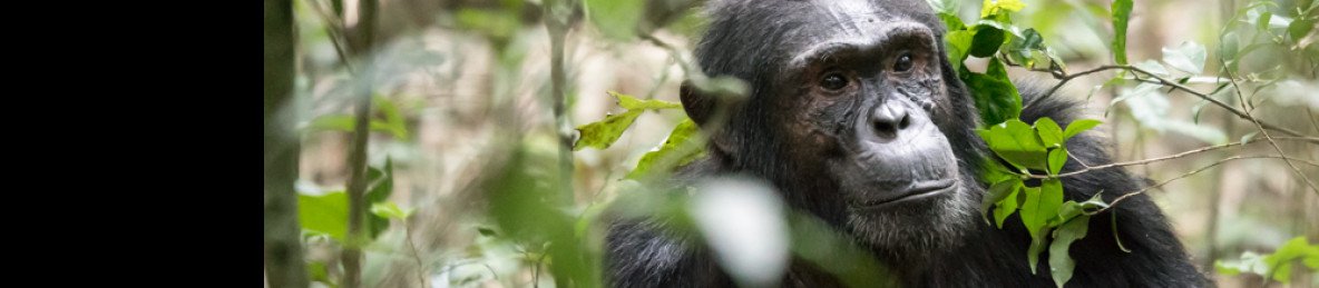 7-Day Budget Chimpanzees, Gorillas & Wildlife Safari