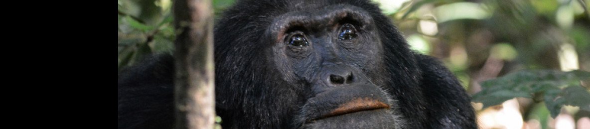 2-Day Primate Escape to Kalinzu Forest Adventure