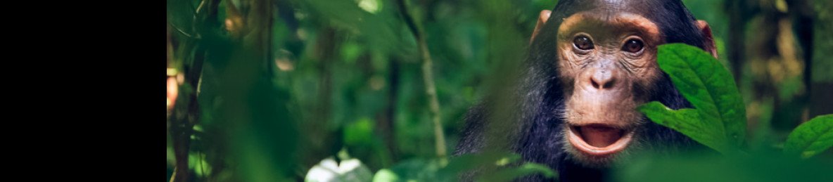 1-Day Ngamba Island Chimpanzee Tour