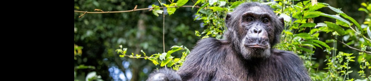 12-Day East Africa Wildlife, Culture, and Primates Safari