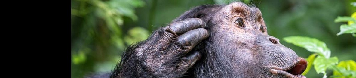 9-Day Experience of Uganda's Most Endangered Primates