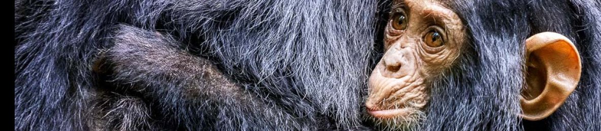 4-Day Uganda Gorillas & Chimpanzee Safari